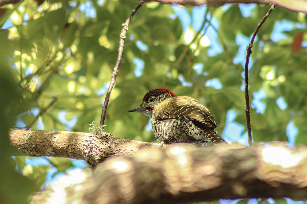 Knysna Woodpecker - ML612553735