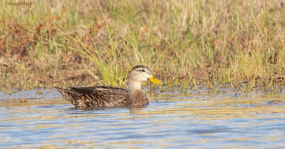 Mottled Duck - ML612553790