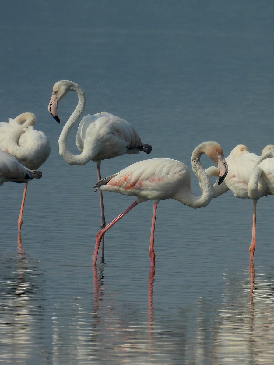 Greater Flamingo - Charuta Vaidya