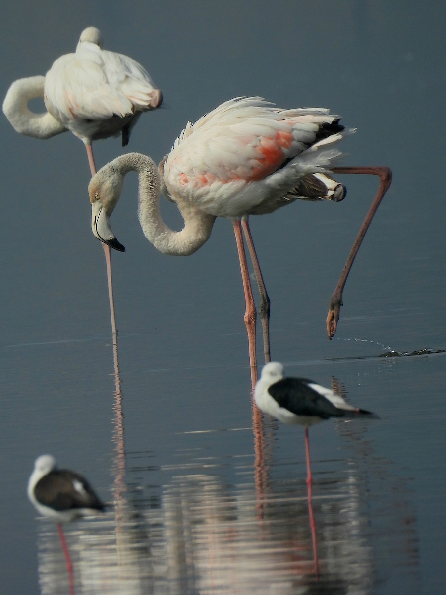 Greater Flamingo - Charuta Vaidya