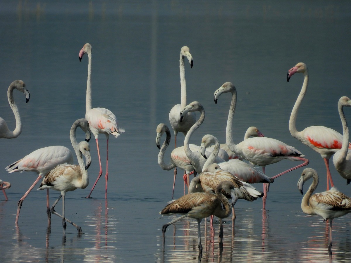 Greater Flamingo - Charuta Vaidya