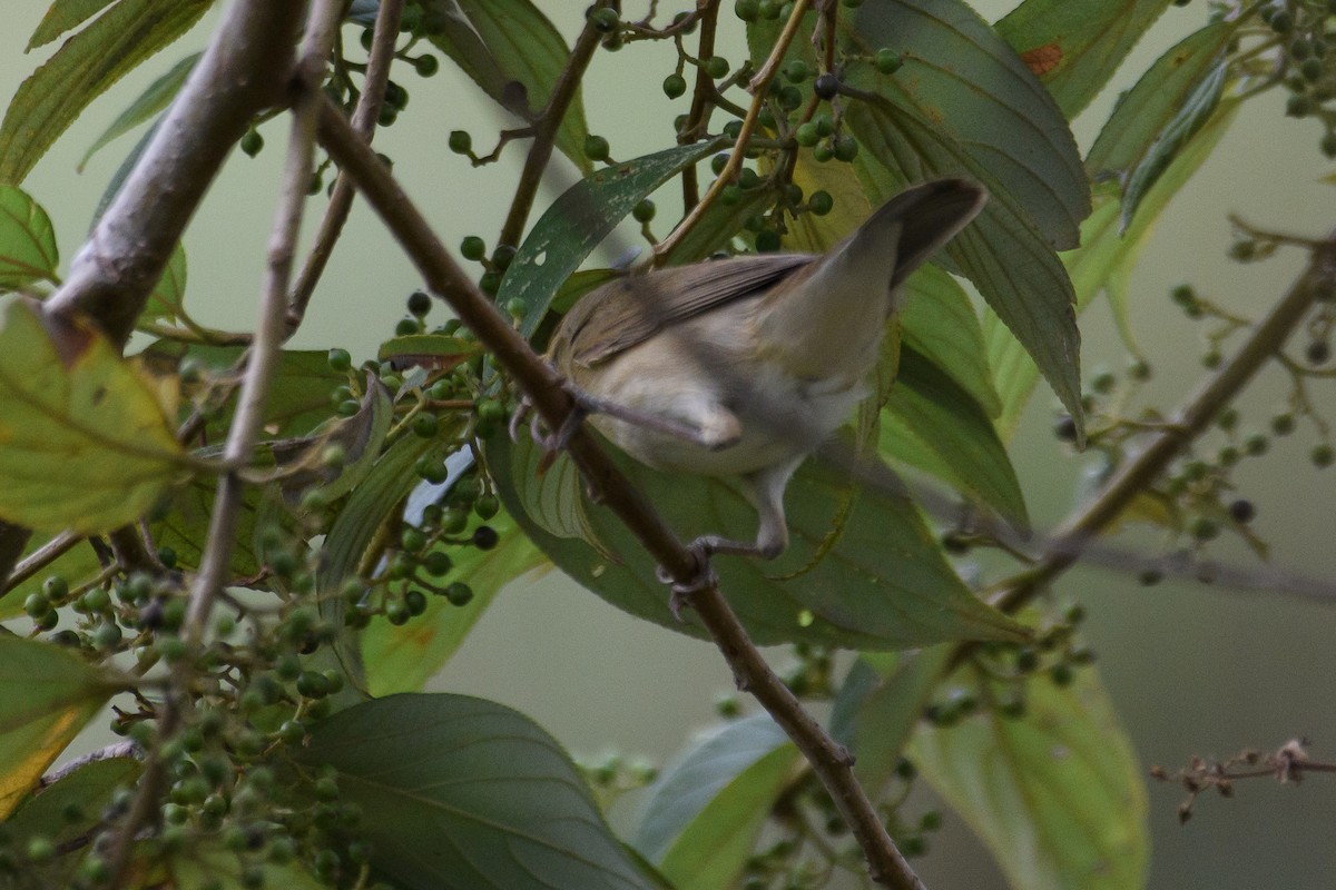 Passeriformes sp. (Sílvidos sp.) - ML612553919