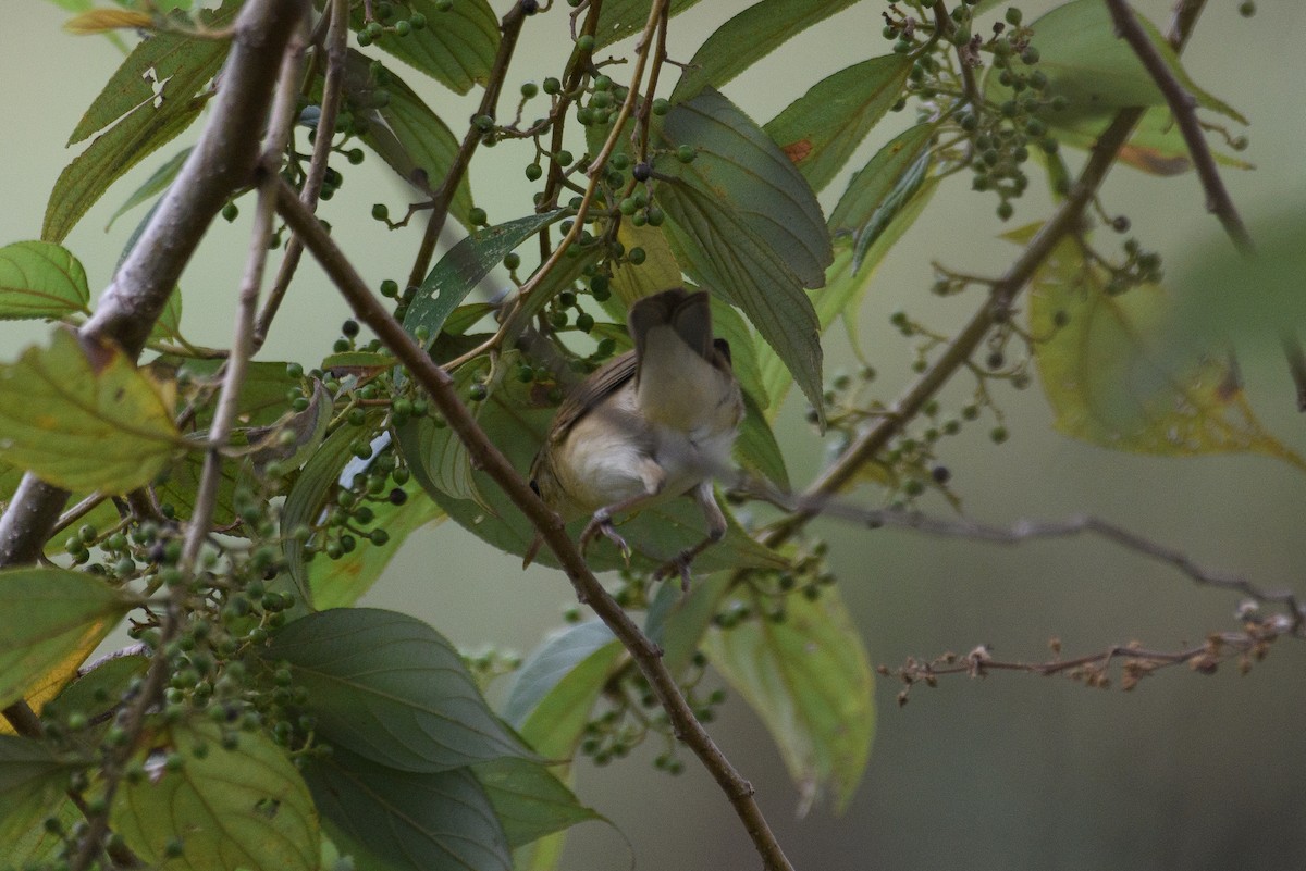 Passeriformes, unbestimmt (Old World warbler sp.) - ML612553920