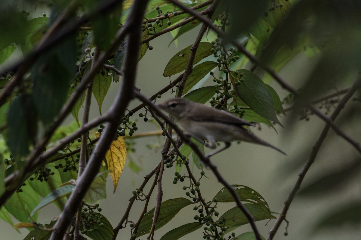 Passeriformes, unbestimmt (Old World warbler sp.) - ML612553921