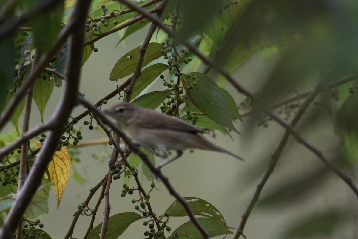 Passeriformes, unbestimmt (Old World warbler sp.) - ML612553922