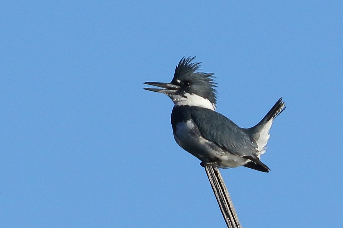 Belted Kingfisher - Patrick OHoro