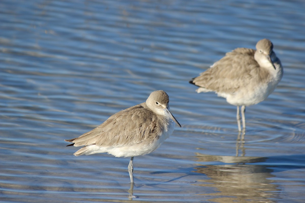 Willet - ML612554098