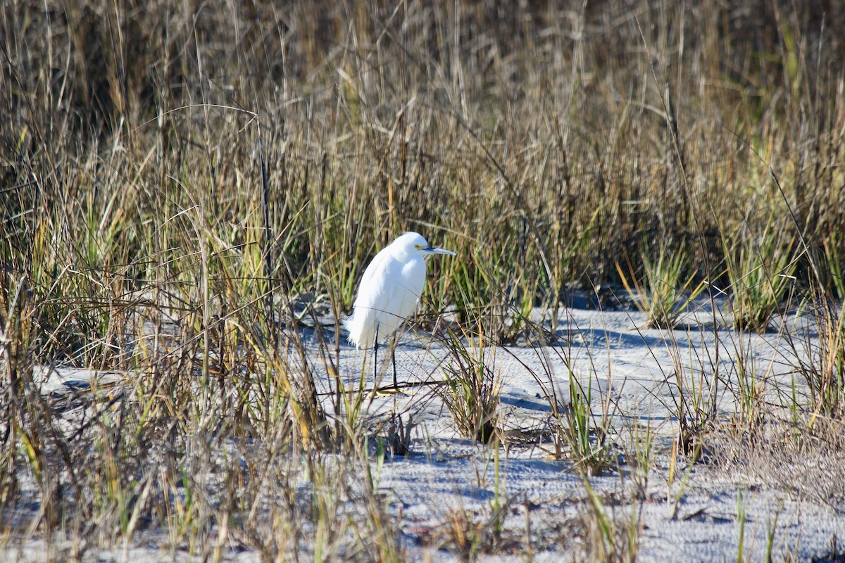 Snowy Egret - Thomas Boe