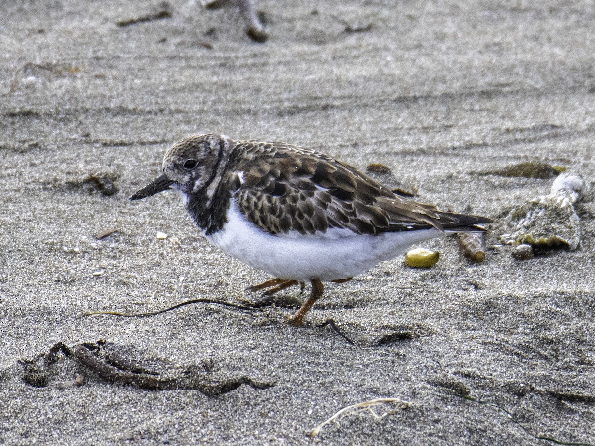 Ruddy Turnstone - ML612554194