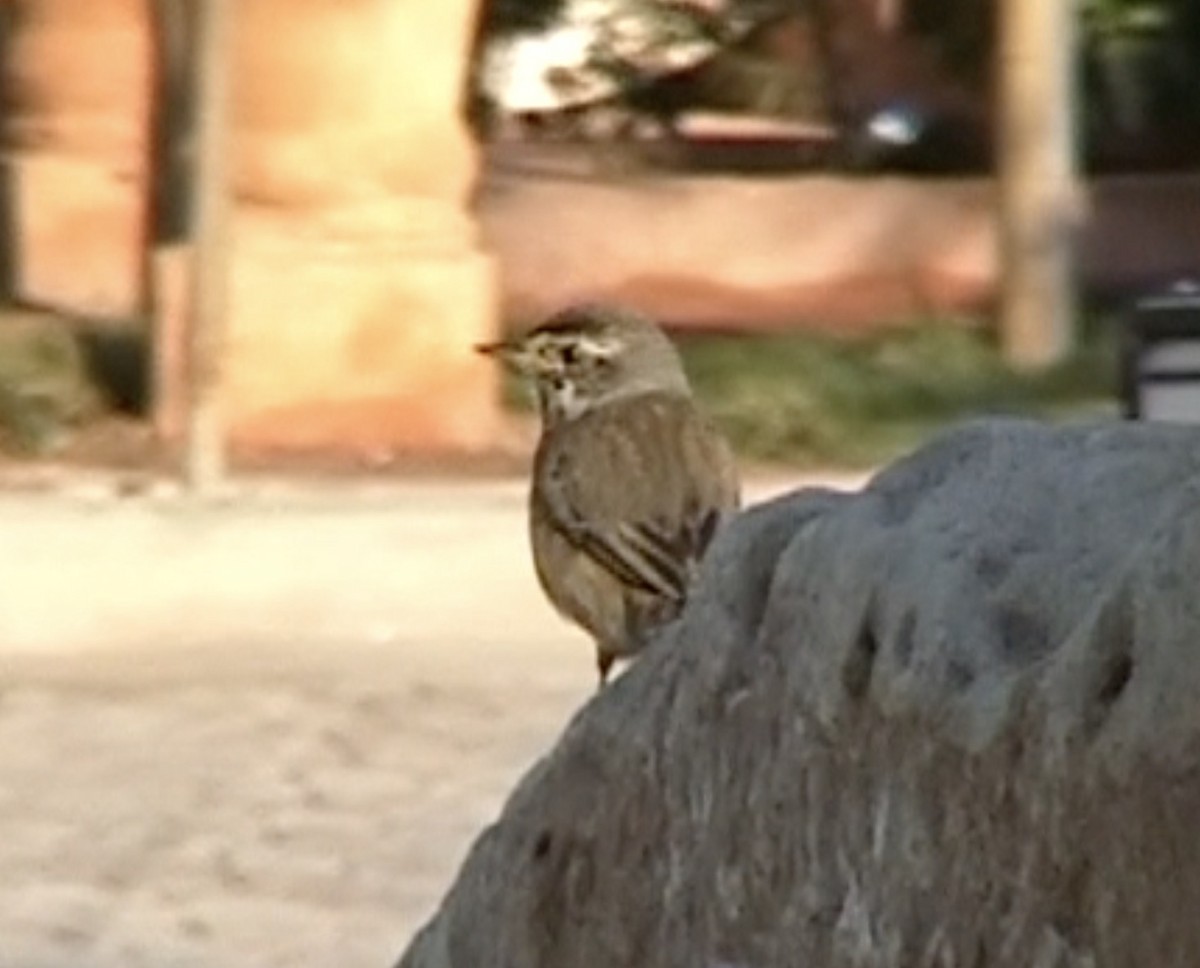 Bluethroat (Red-spotted) - ML612554218