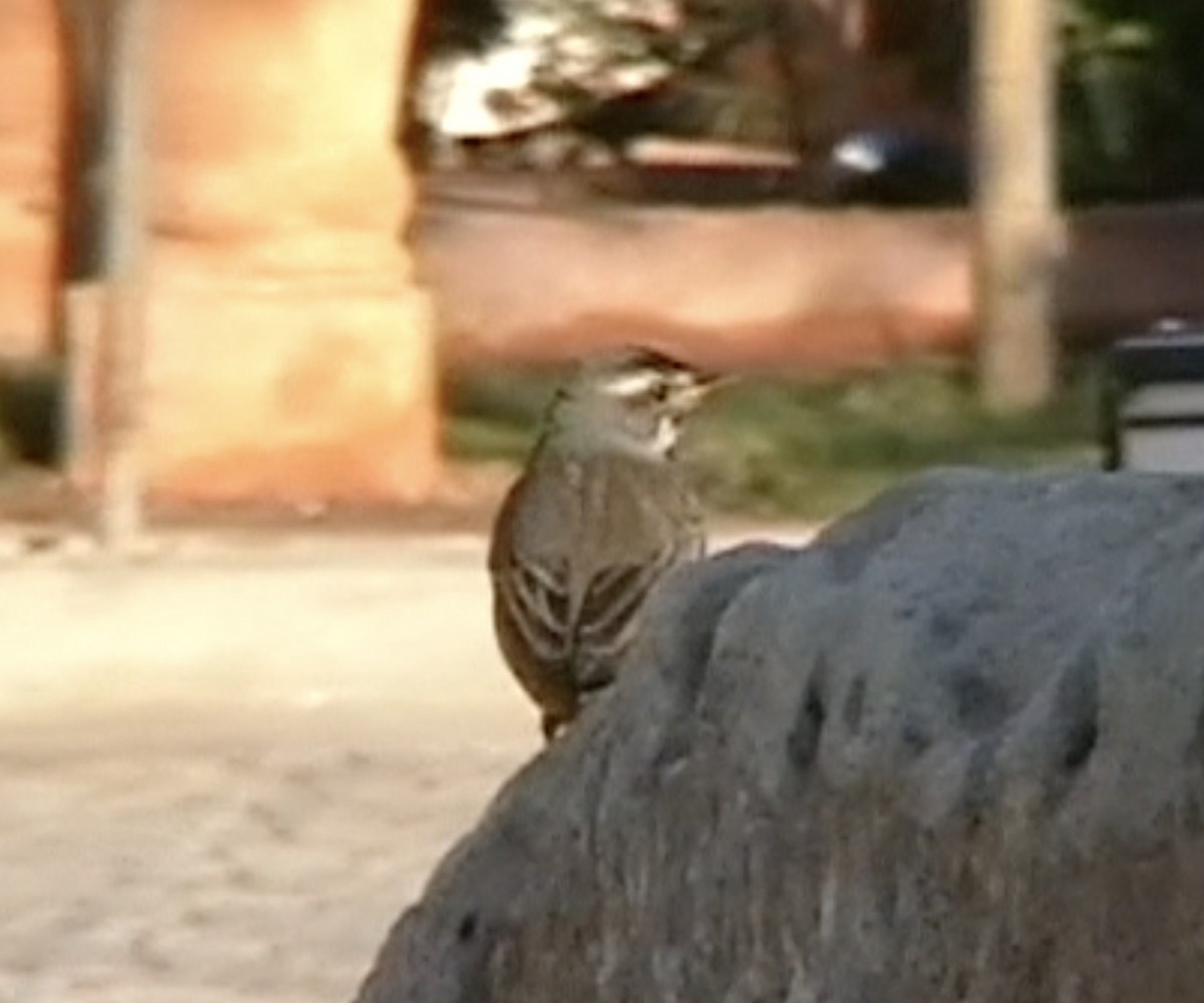 Bluethroat (Red-spotted) - ML612554219