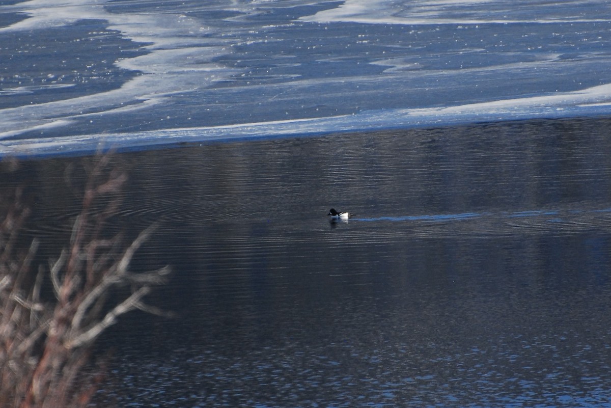 Barrow's Goldeneye - Mary Mac Gregor