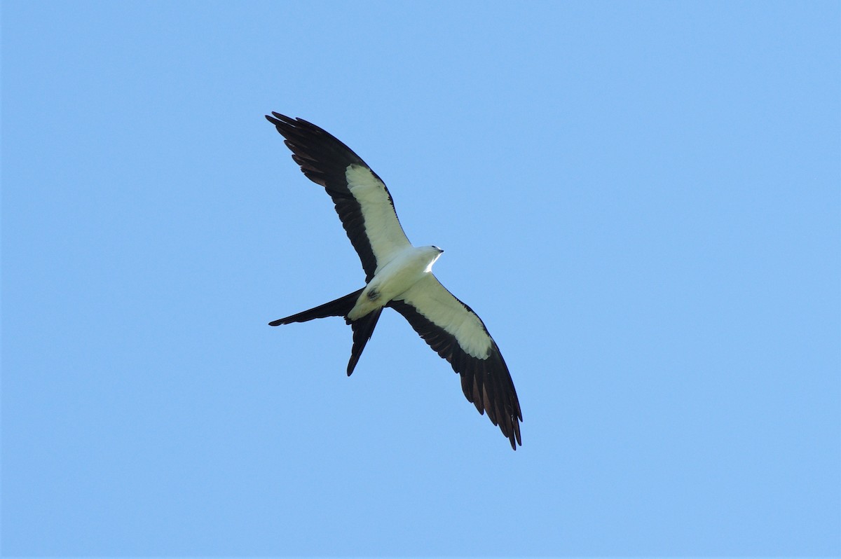 Swallow-tailed Kite - ML612554460