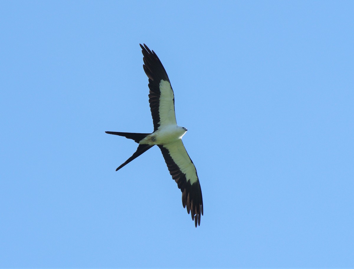 Swallow-tailed Kite - ML612554461