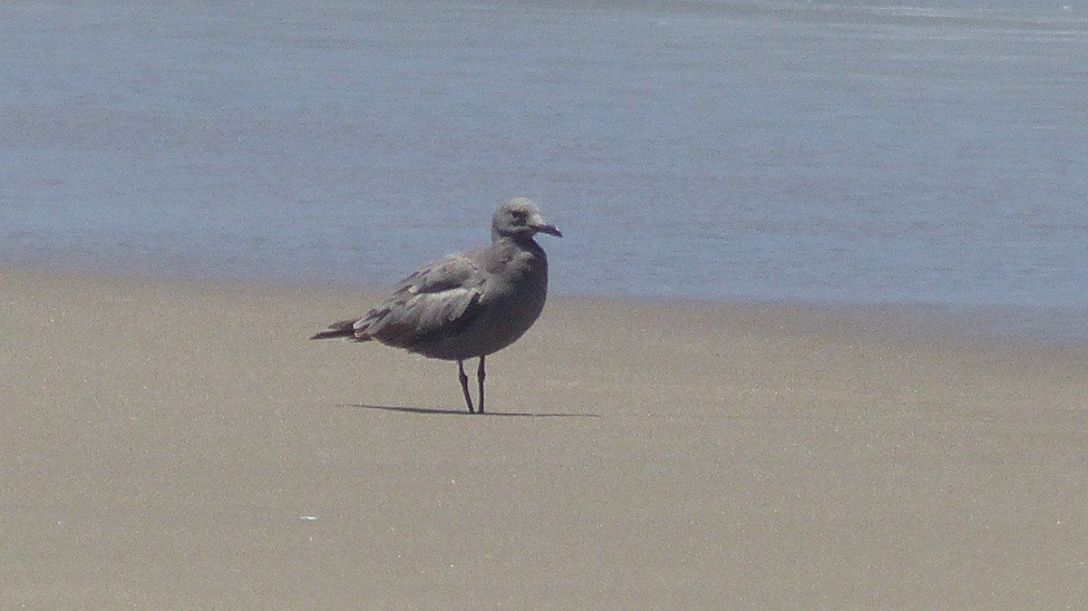 Gray Gull - Niall Dinwoodie