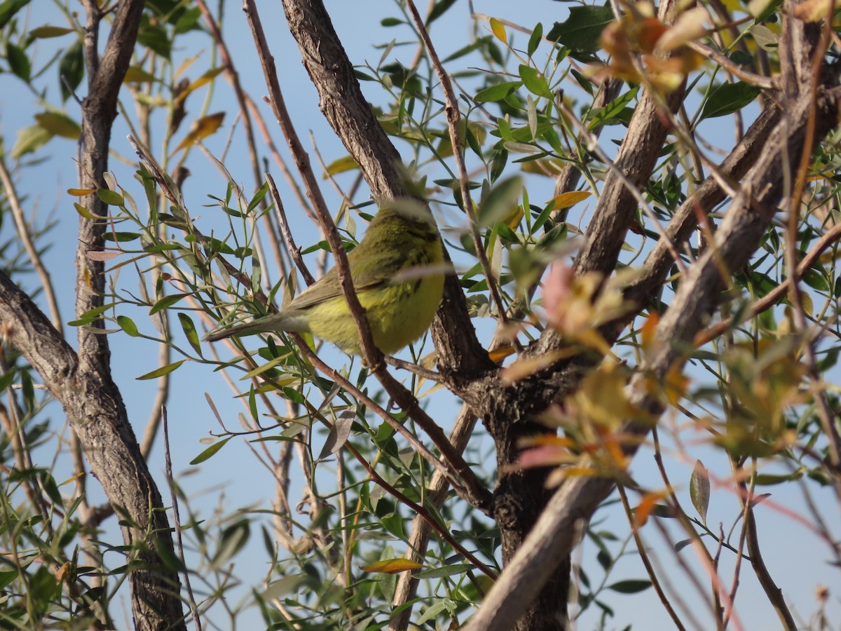Prairie Warbler - ML612554516