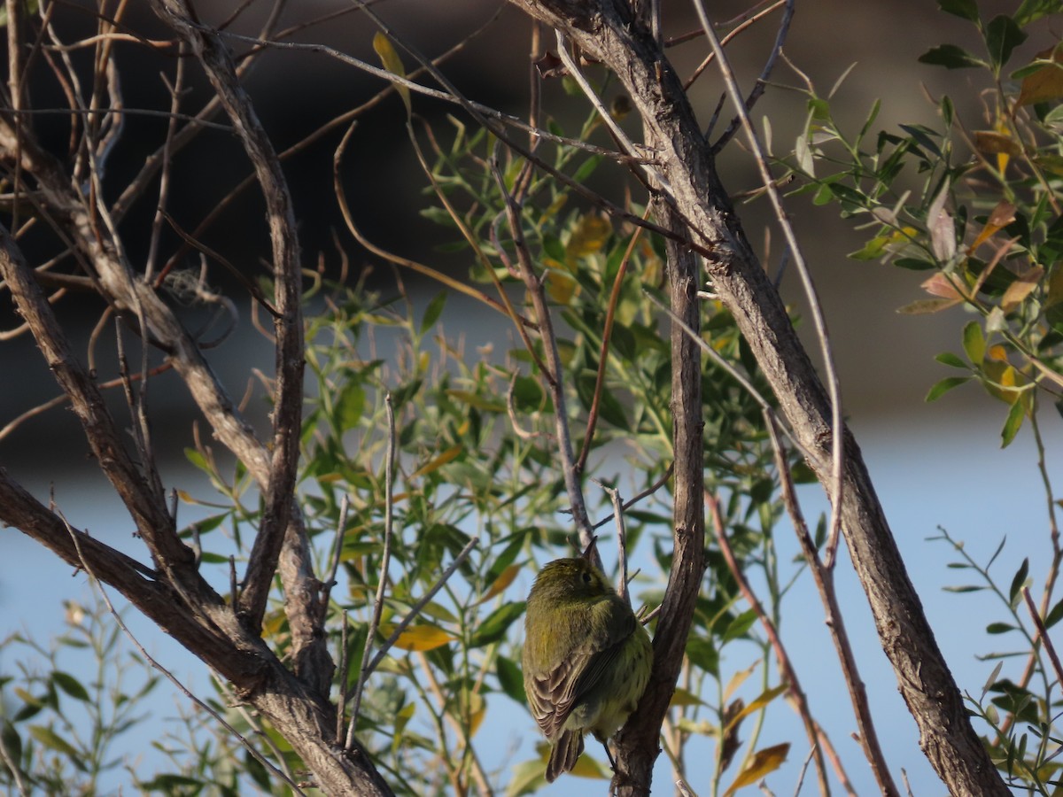 Prairie Warbler - ML612554525