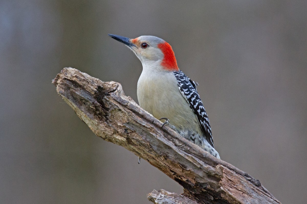 Red-bellied Woodpecker - ML612554585