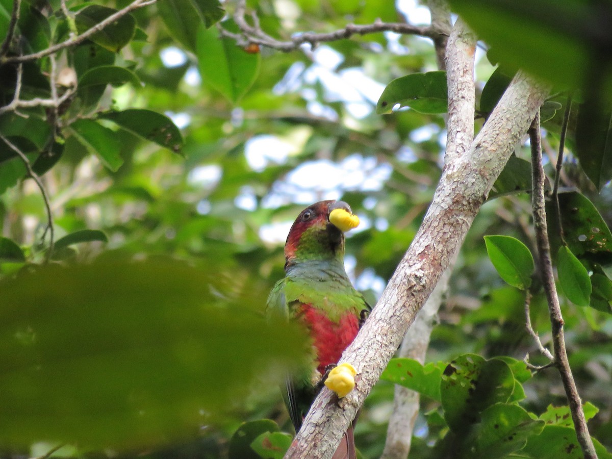 Conure tiriba - ML612554602