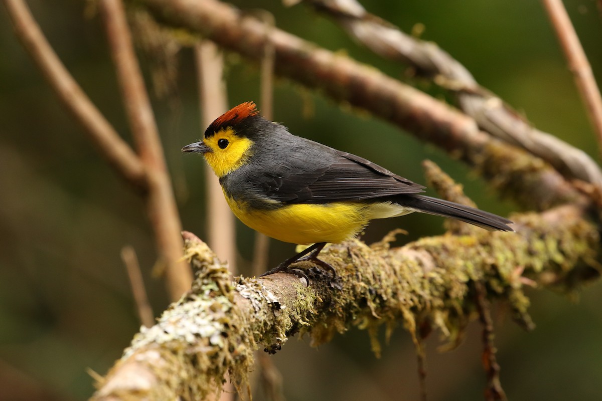 Collared Redstart - John and Milena Beer