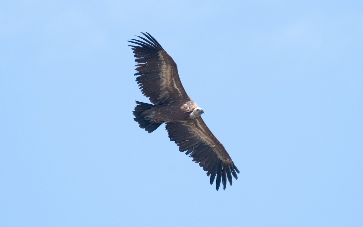 Eurasian Griffon - ML612554735