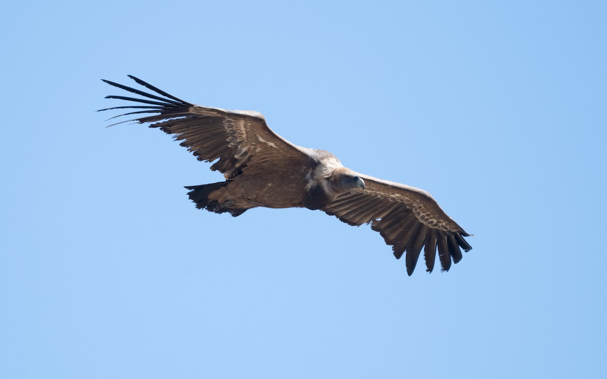 Eurasian Griffon - ML612554743