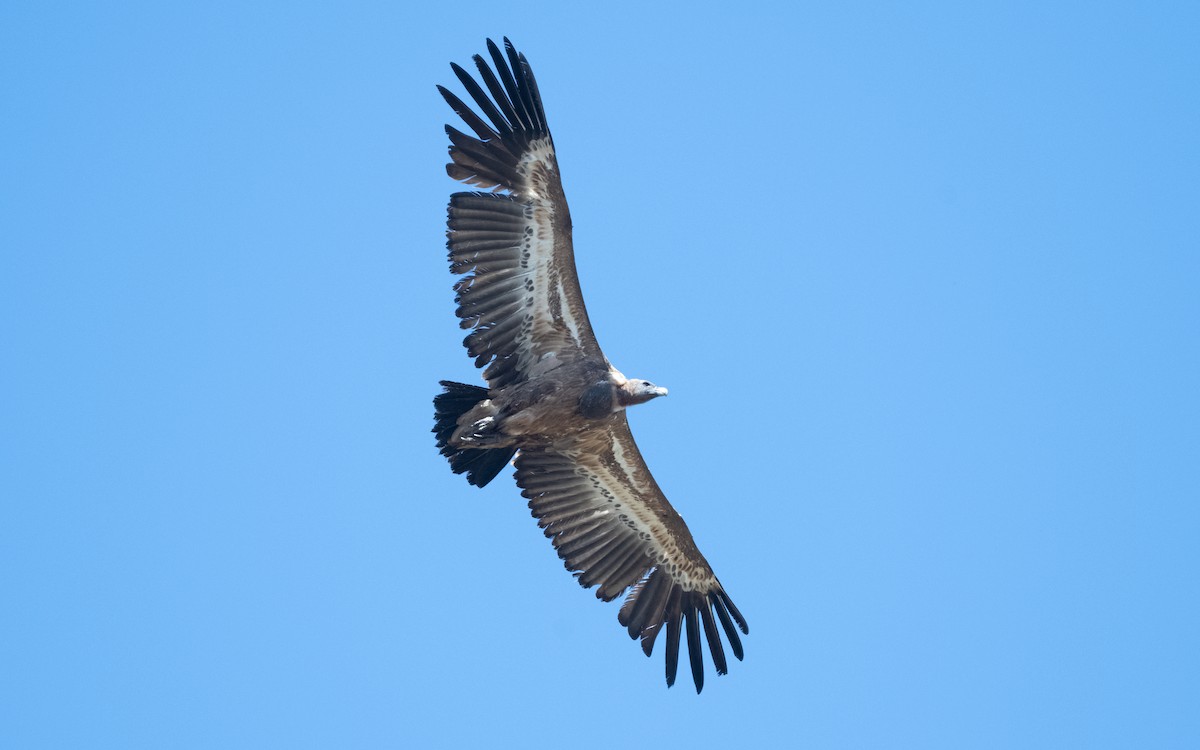 Eurasian Griffon - ML612554747