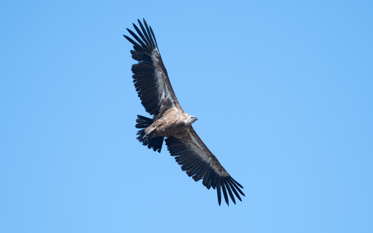 Eurasian Griffon - ML612554756