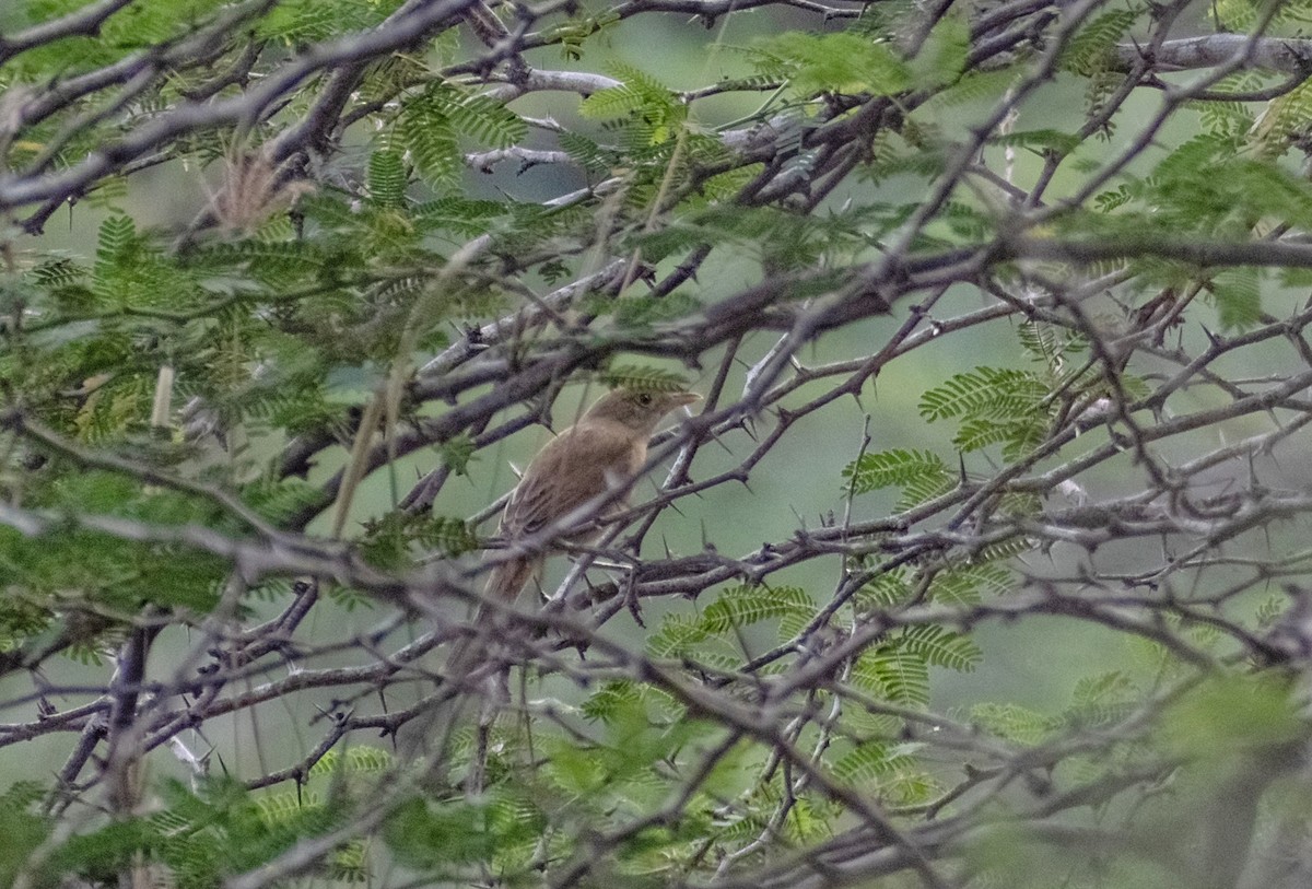 Thick-billed Warbler - ML612554807