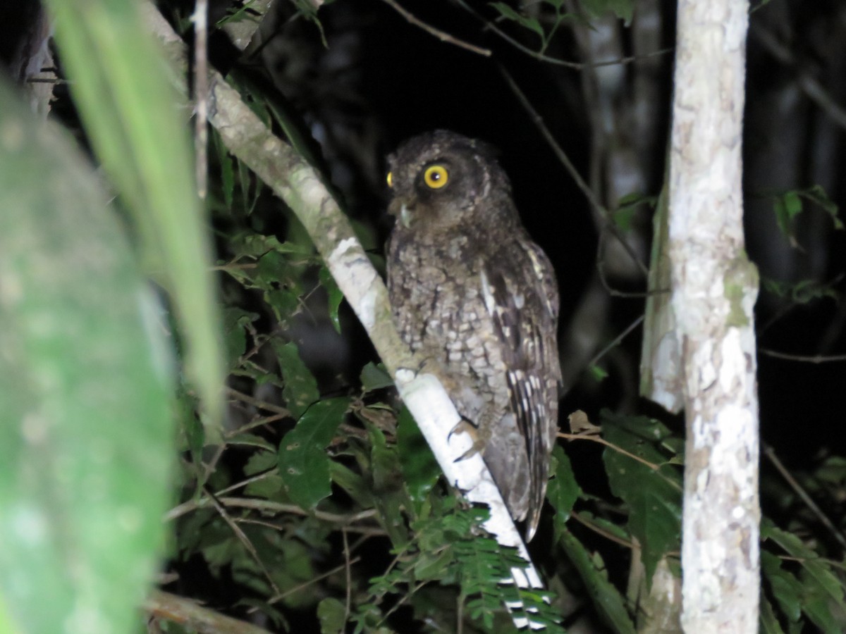 Black-capped Screech-Owl - ML612554813