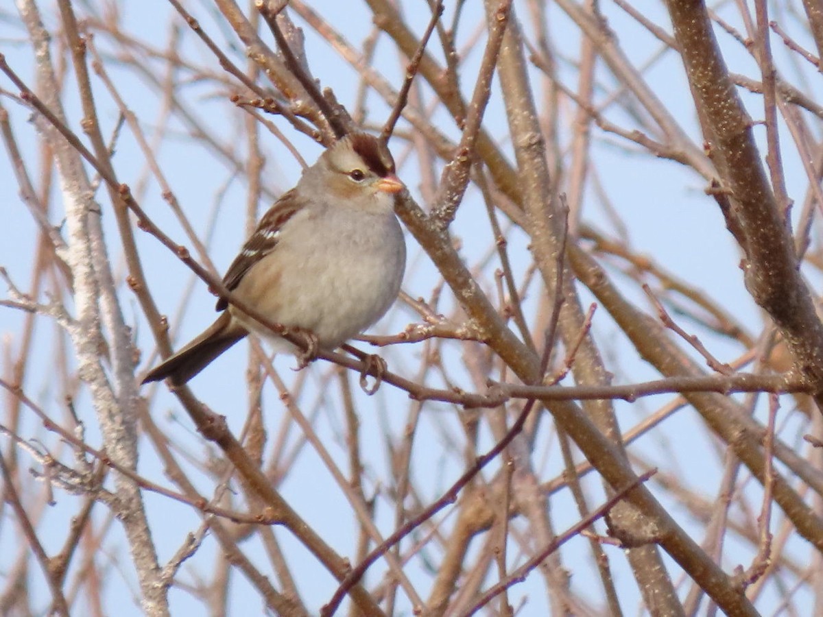 White-crowned Sparrow - David Cooney Jr