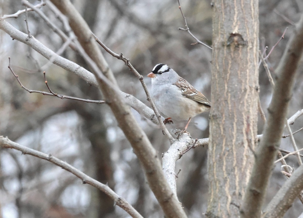 White-crowned Sparrow - ML612554897