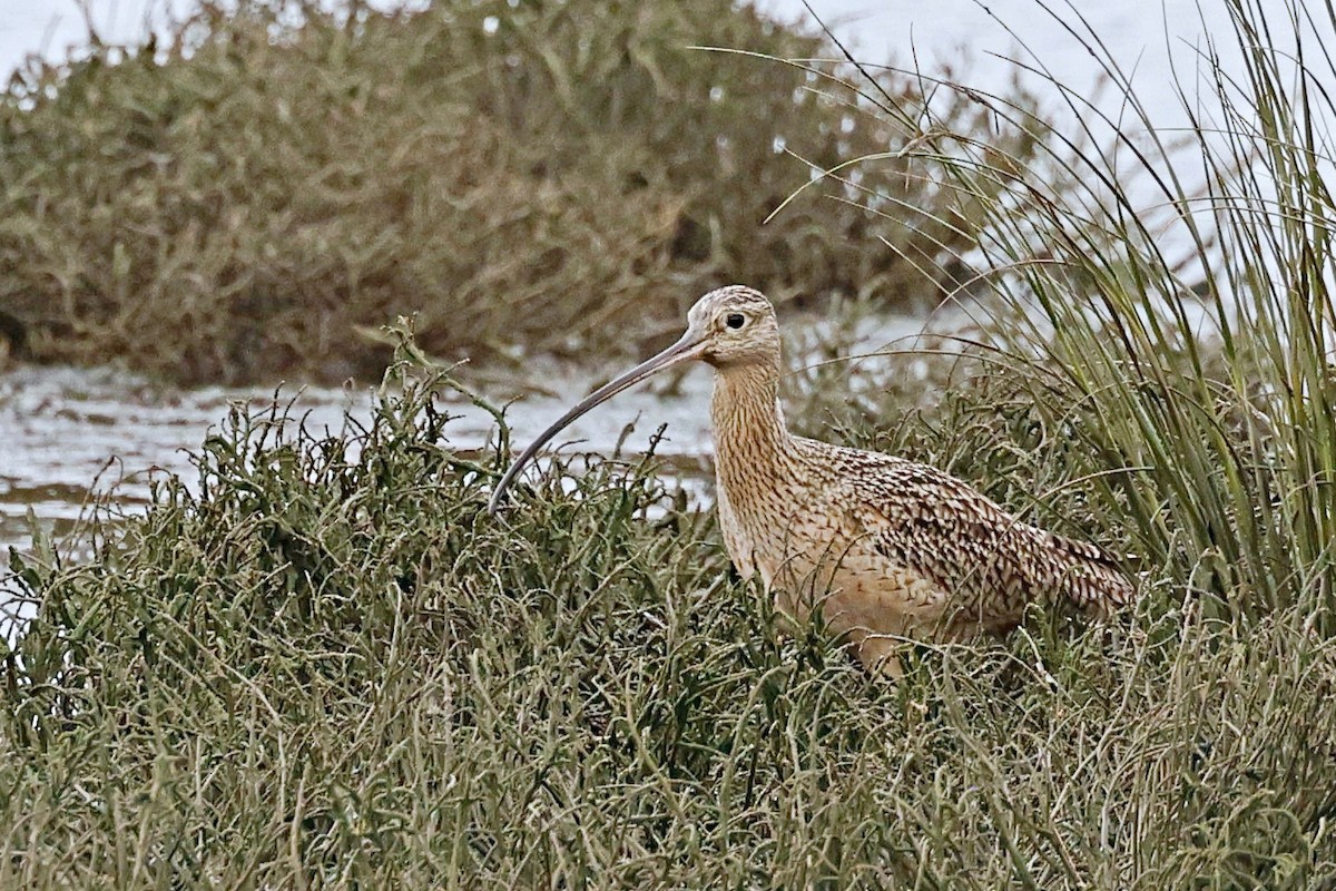 Long-billed Curlew - ML612554983