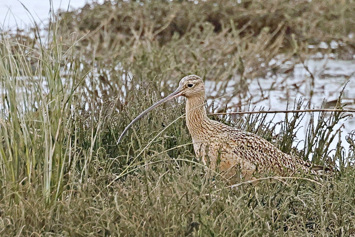 Long-billed Curlew - ML612554984