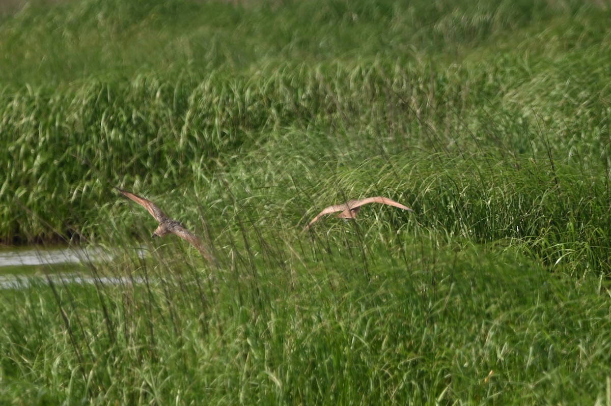 Marbled Godwit - ML612555026