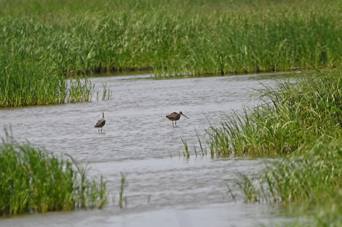 Marbled Godwit - ML612555027