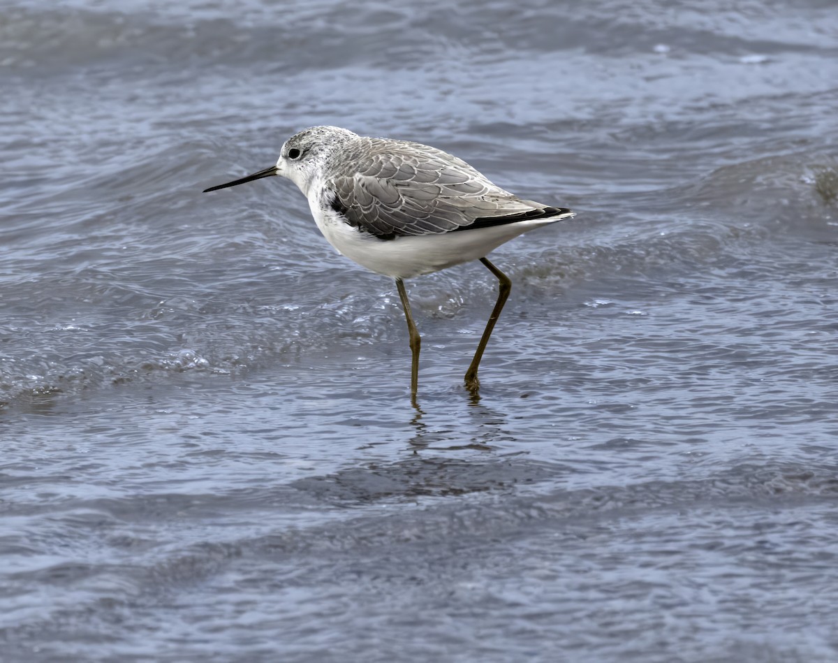 Marsh Sandpiper - ML612555034