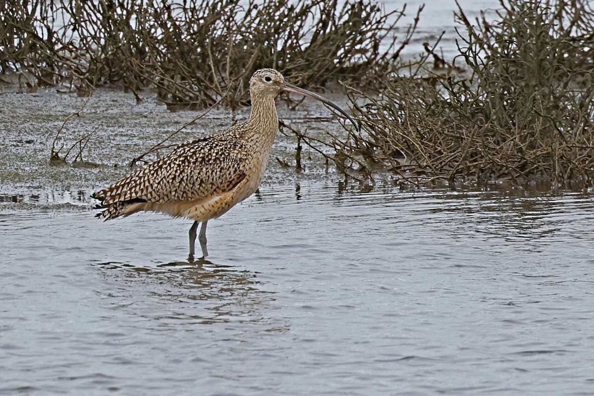 Long-billed Curlew - ML612555038