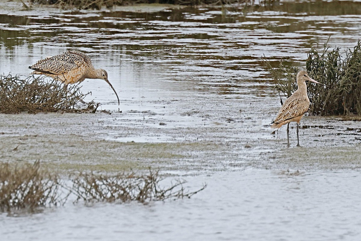 Long-billed Curlew - ML612555063