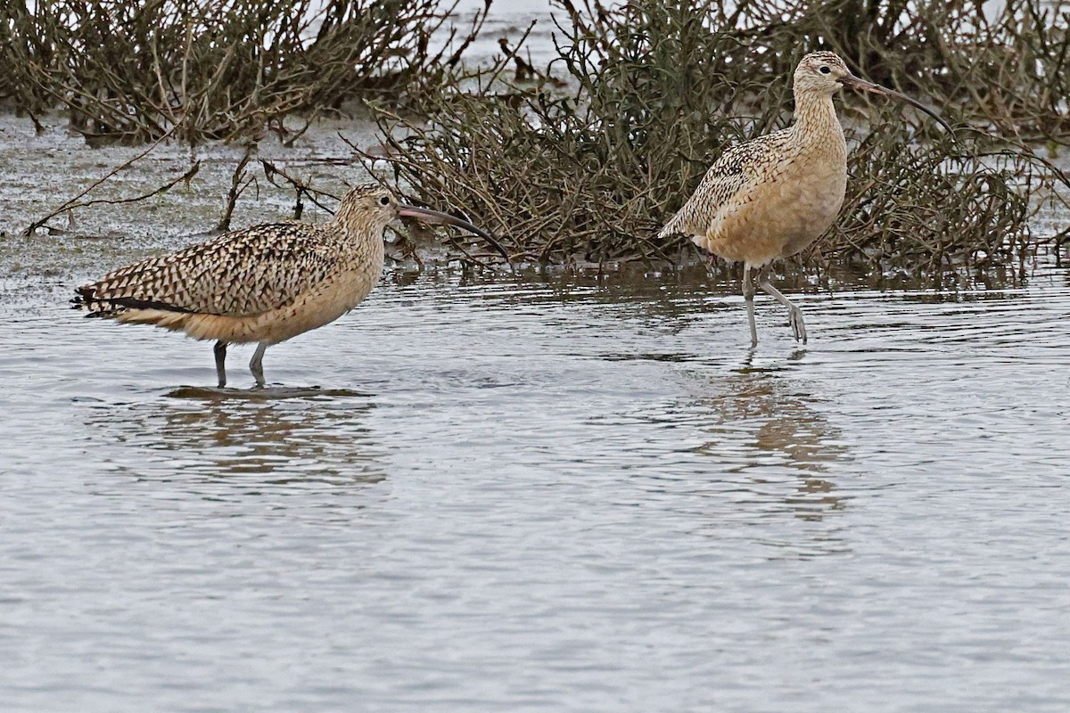 Long-billed Curlew - ML612555079