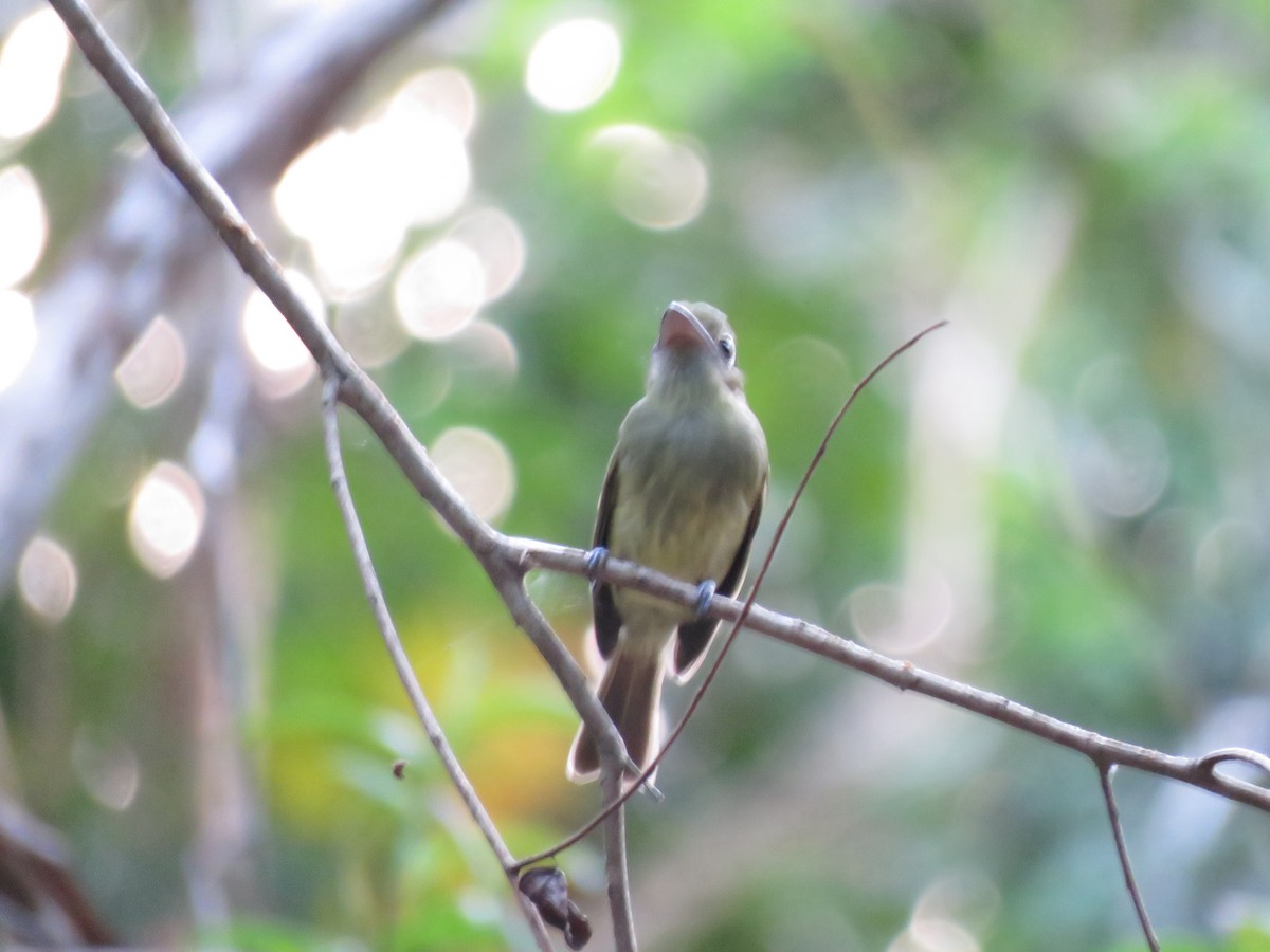 Eastern Olivaceous Flatbill - ML612555100
