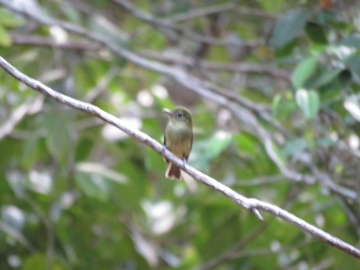 Eastern Olivaceous Flatbill - ML612555101