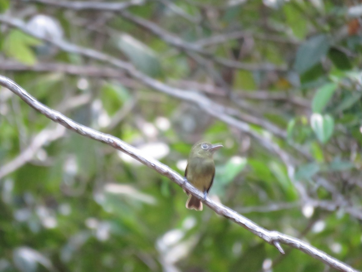 Eastern Olivaceous Flatbill - ML612555102