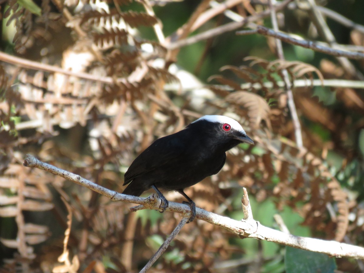 Ak Taçlı Manakin (cephaleucos) - ML612555121