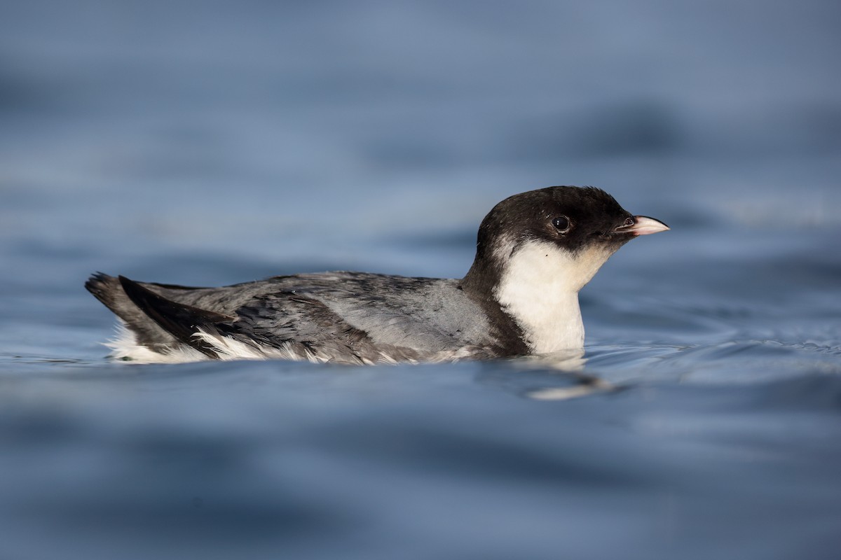 Ancient Murrelet - ML612555166