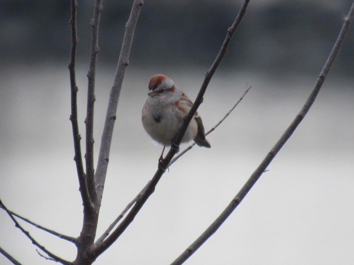 American Tree Sparrow - ML612555317