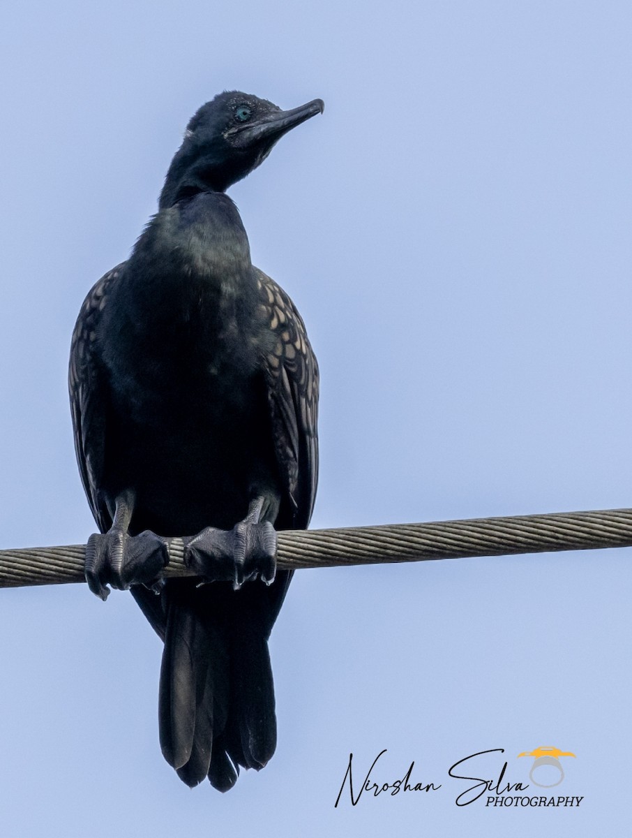 Indian Cormorant - ML612555324