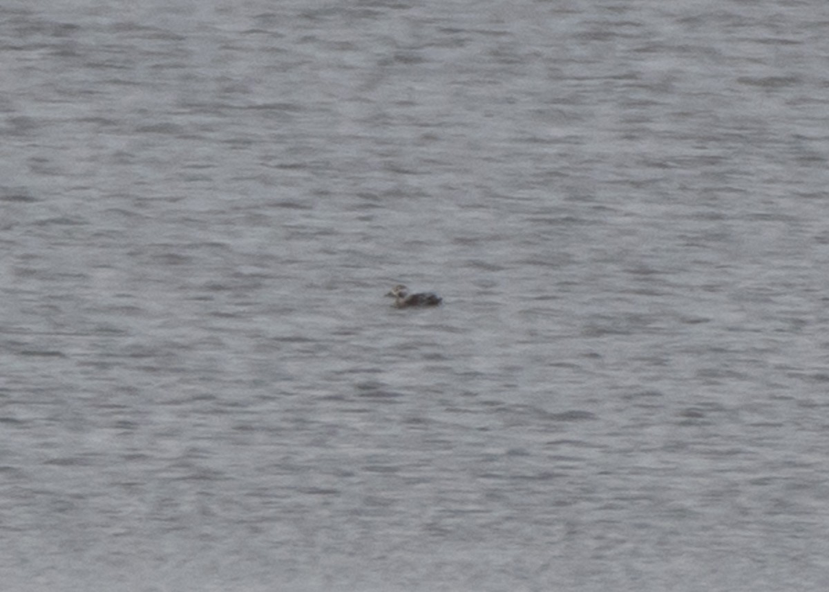 Long-tailed Duck - ML612555332