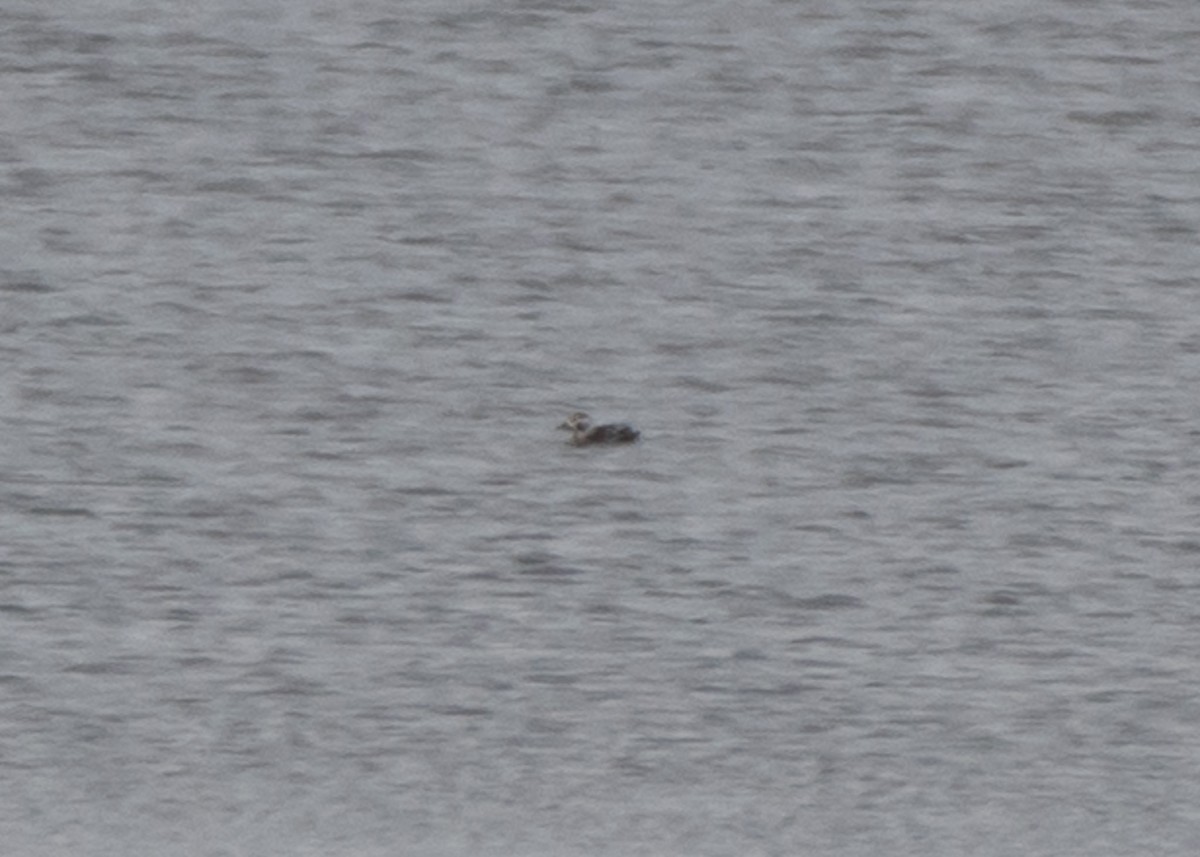 Long-tailed Duck - ML612555332