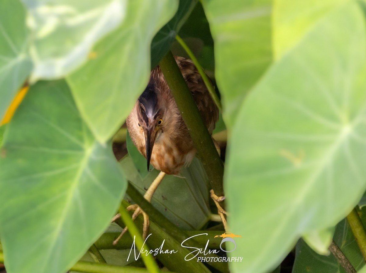 Yellow Bittern - ML612555337